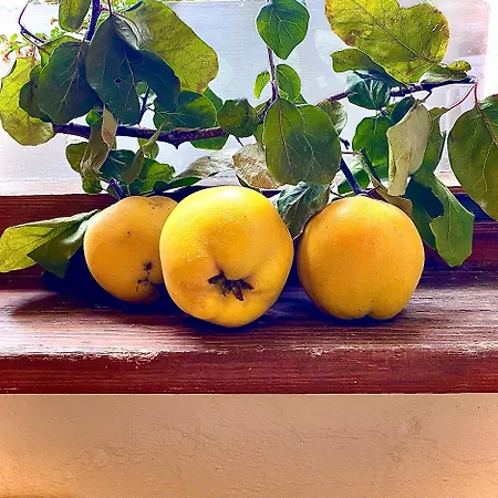 Unesco Altstadt Schinkel Ferienunterkuenfte - Parkplatz Including * Quedlinburg