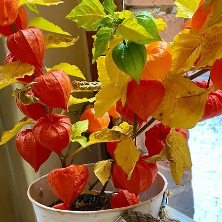 Unesco Altstadt Schinkel Ferienunterkuenfte - Parkplatz Including Lägenhet